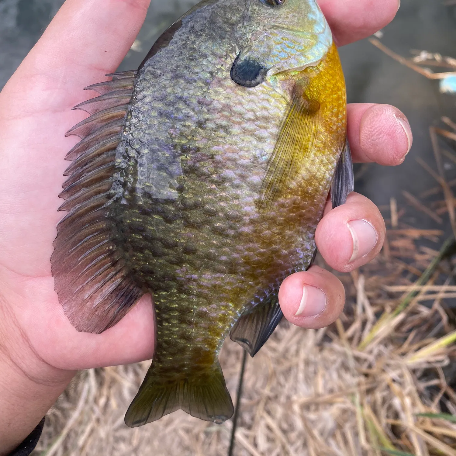 Bluegill caught on Fishbrain