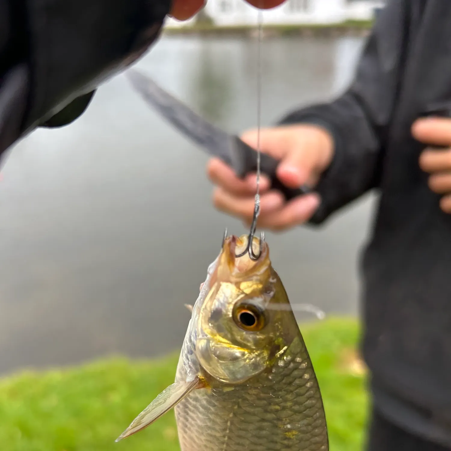 Common roach caught on Fishbrain