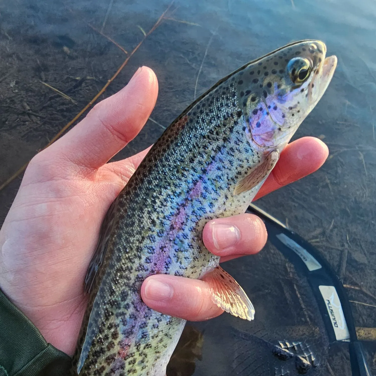 Rainbow trout caught on Fishbrain