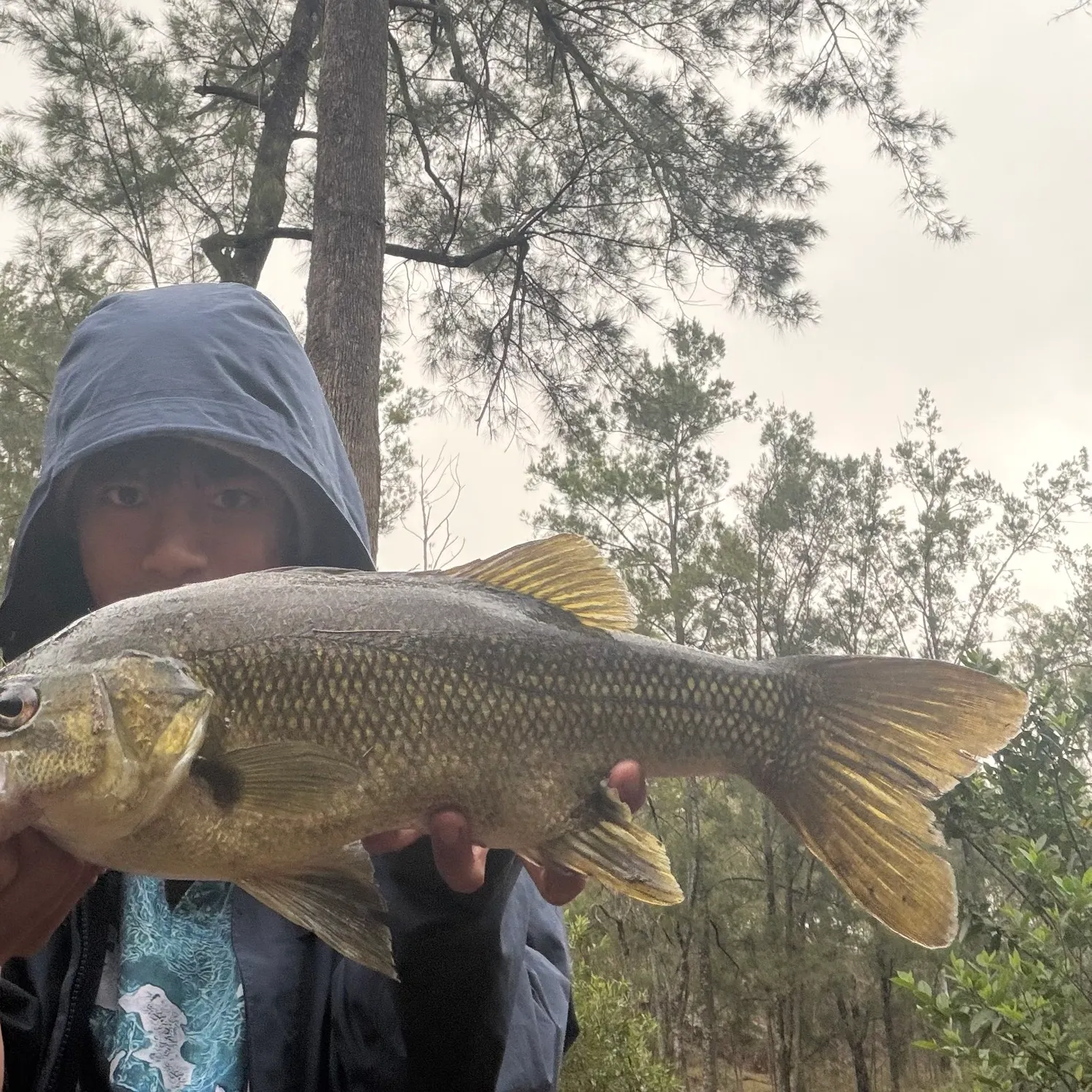 The most recent Australian bass catches on Fishbrain