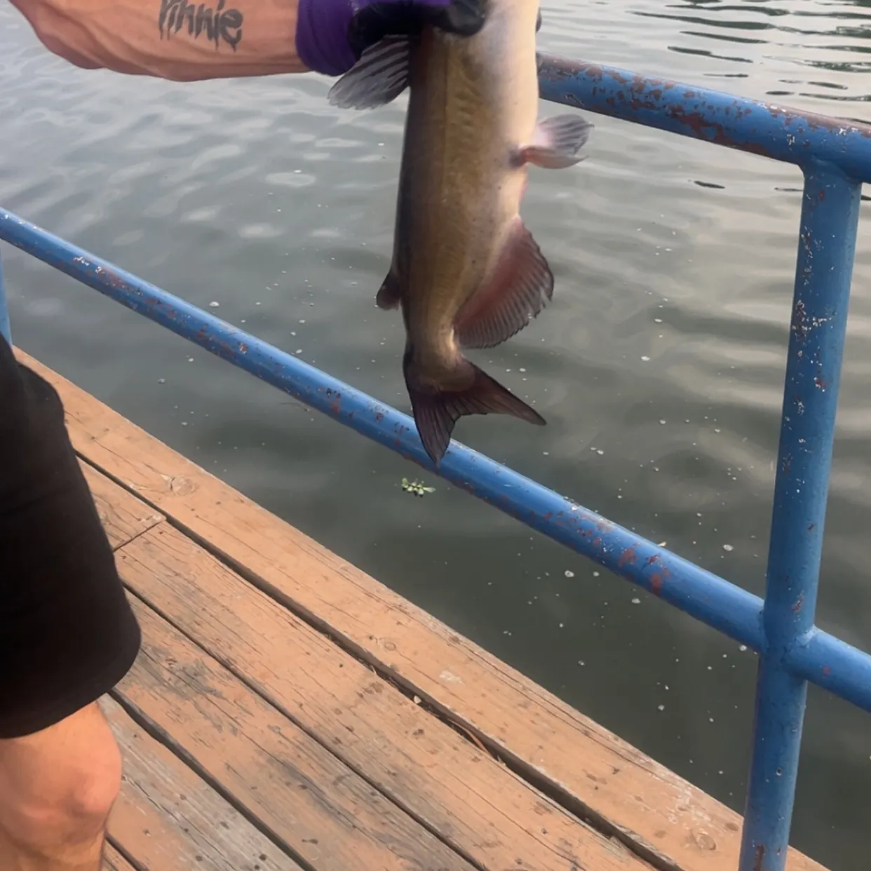 Channel catfish caught on Fishbrain