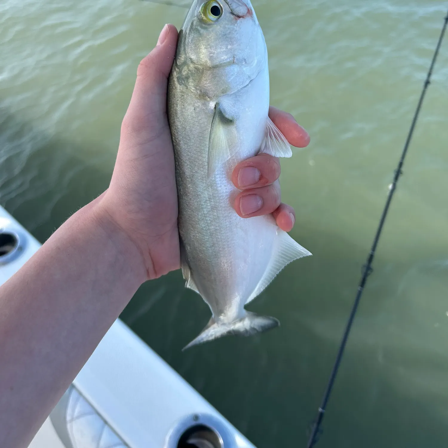 The most recent Bluefish catches on Fishbrain