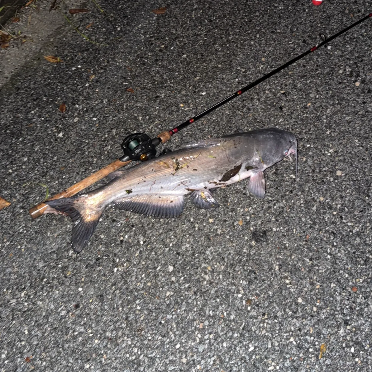 Blue catfish caught on Fishbrain