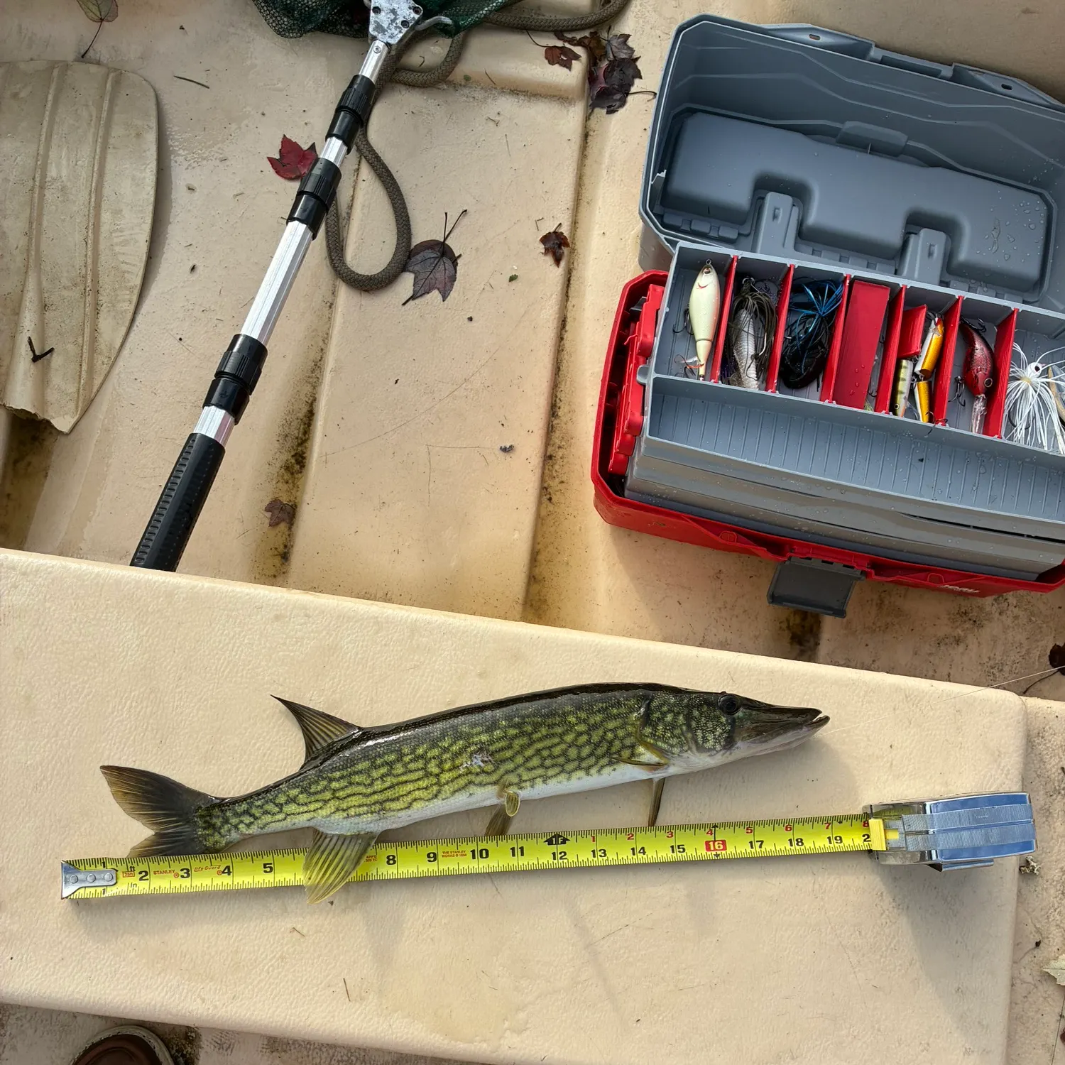 Chain pickerel caught on Fishbrain