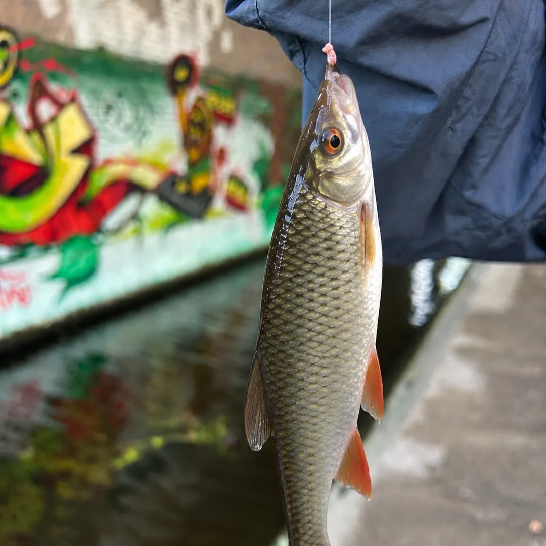 Common roach caught on Fishbrain