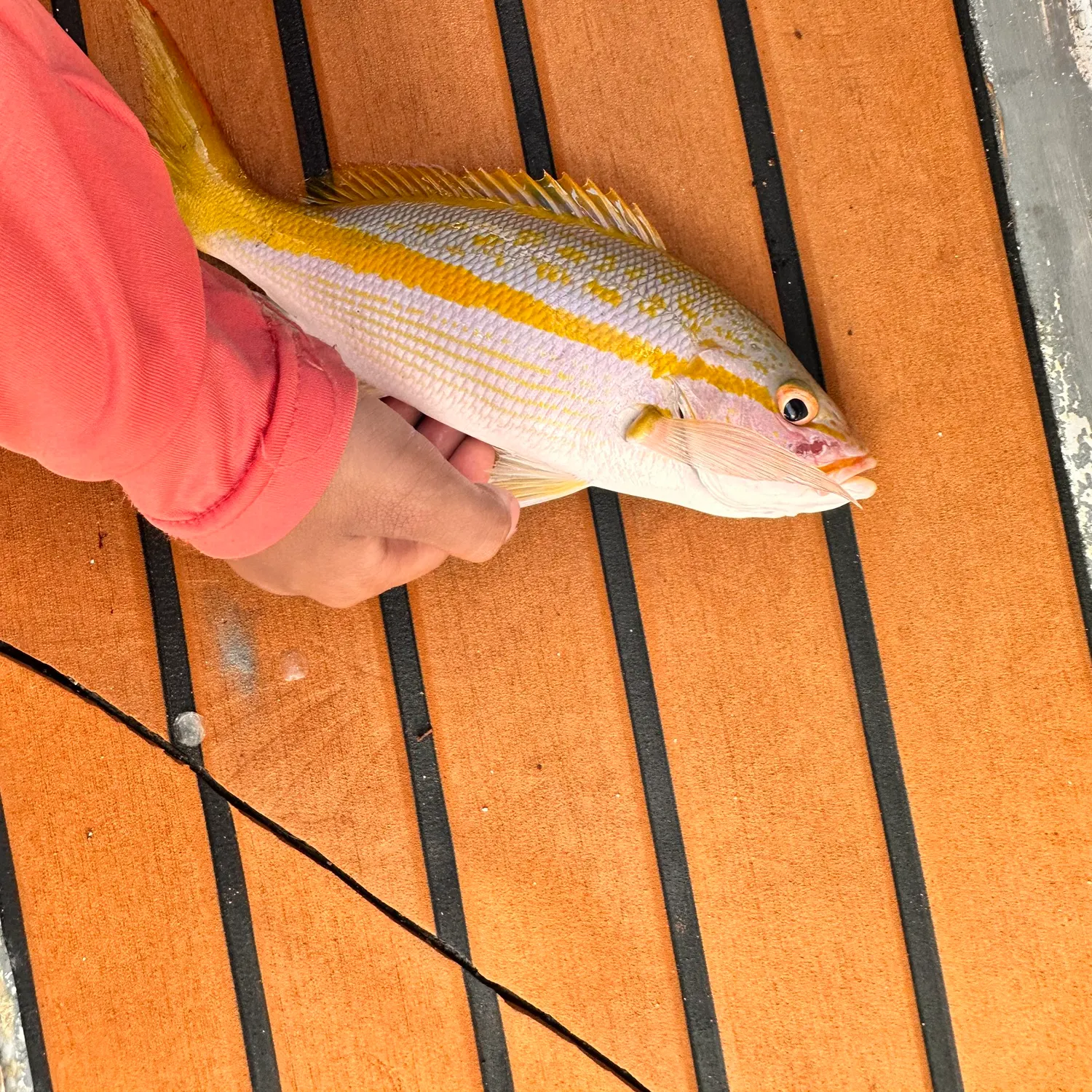 The most recent Yellowtail snapper catches on Fishbrain