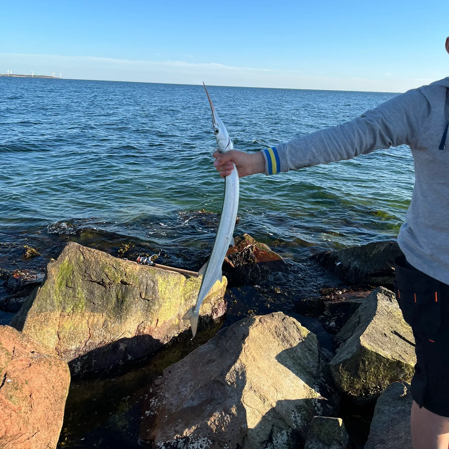 The most recent European garfish catches on Fishbrain