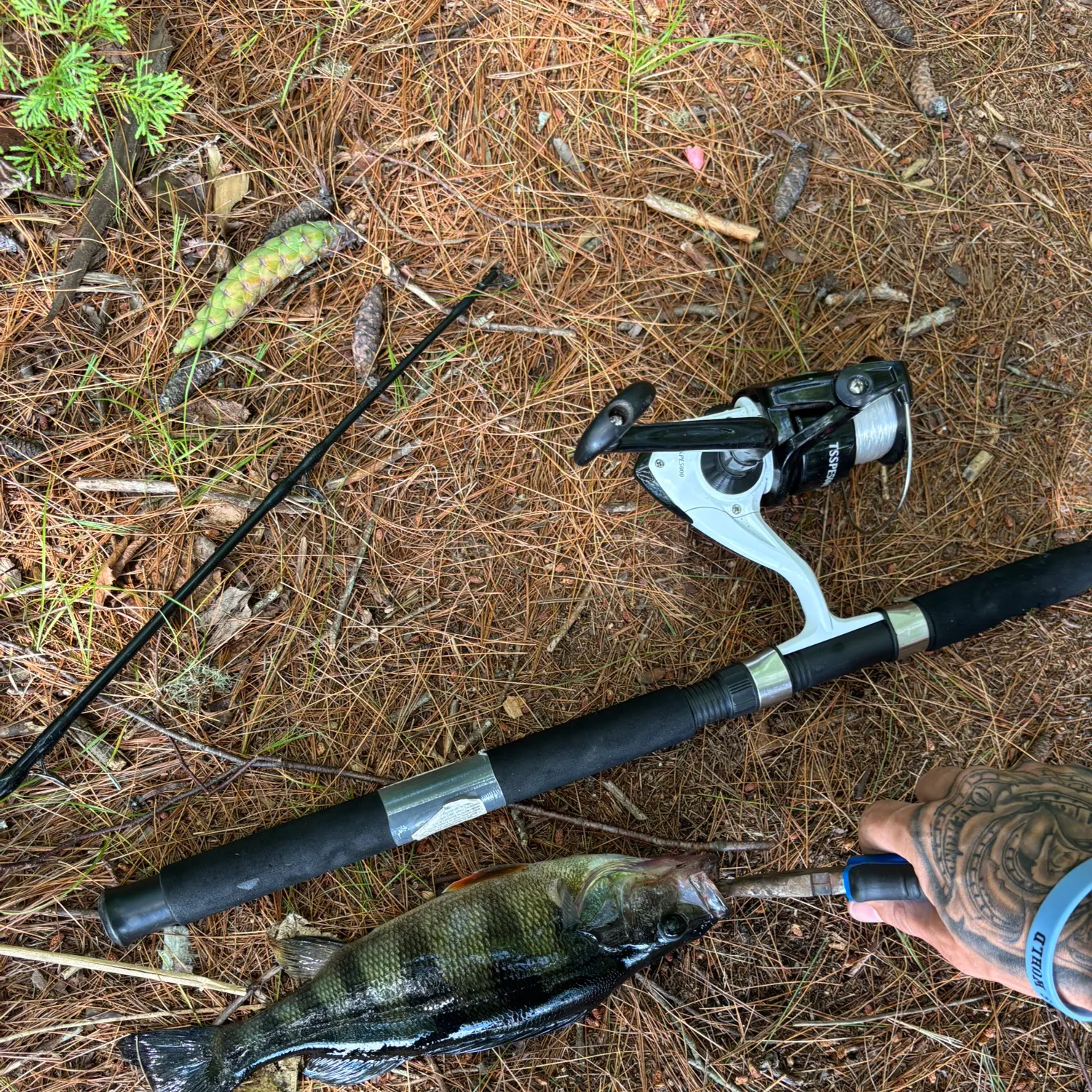 angler catch
