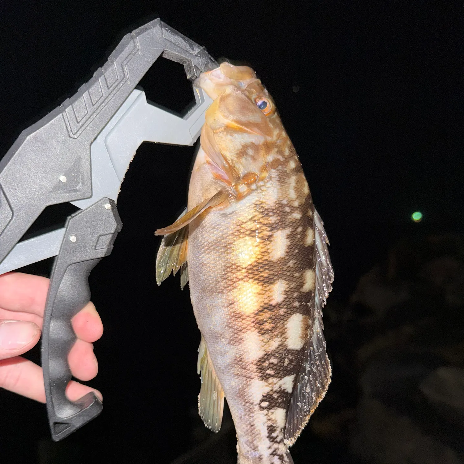 The most recent Kelp bass catches on Fishbrain