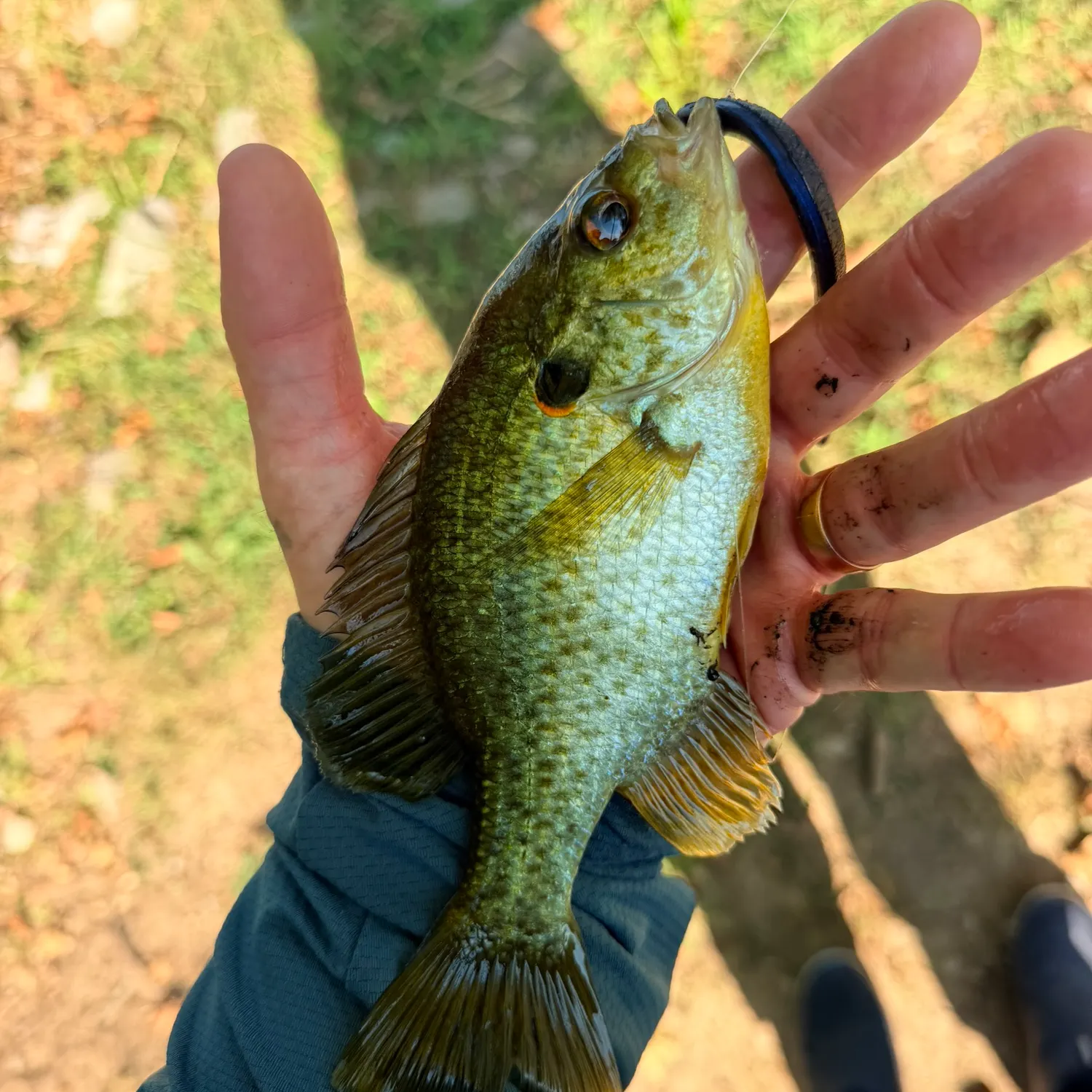Redear sunfish caught on Fishbrain