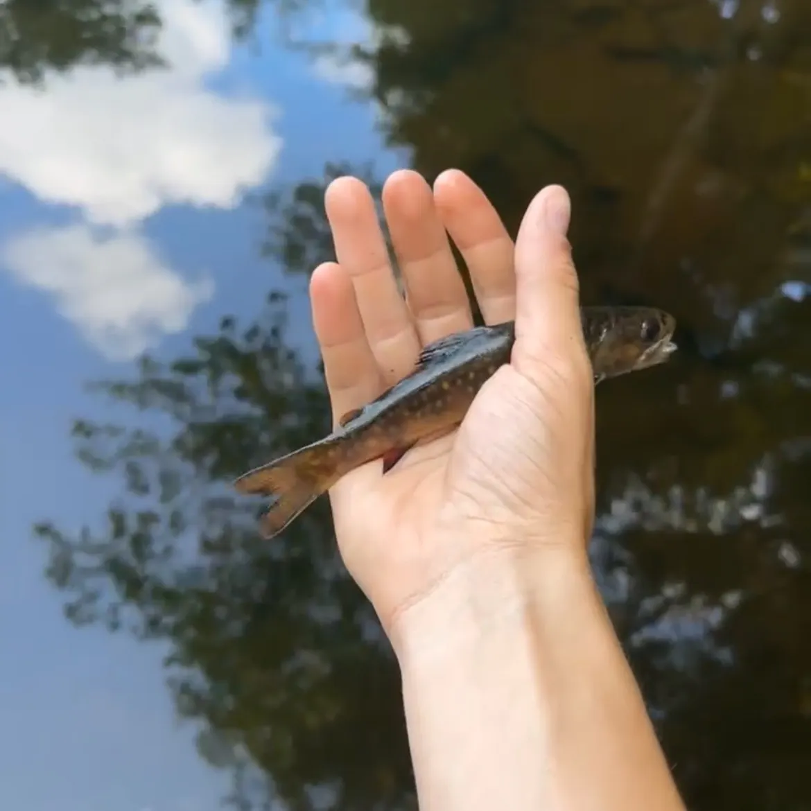Brook trout caught on Fishbrain