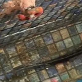 Black bullhead caught on Fishbrain