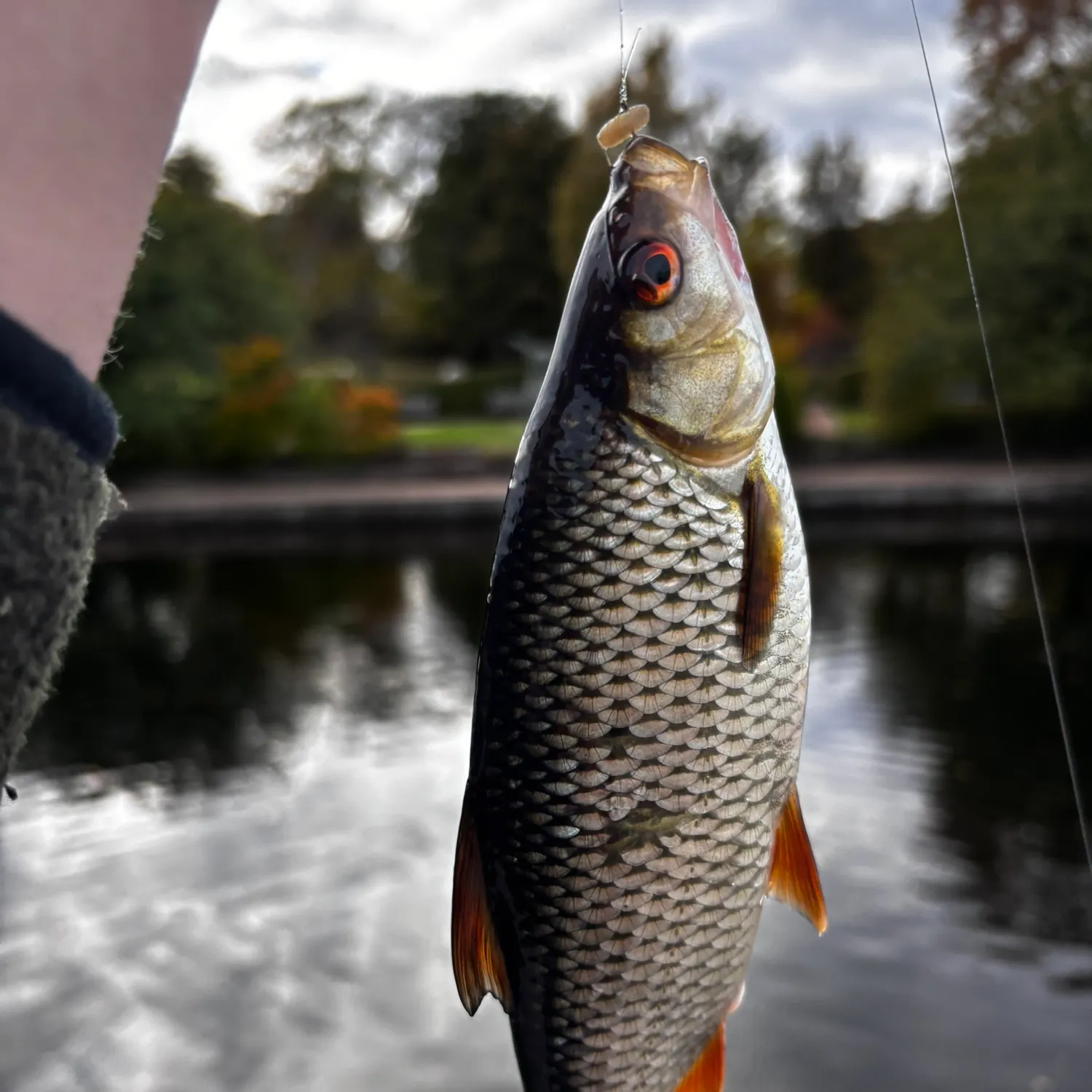 Common roach caught on Fishbrain