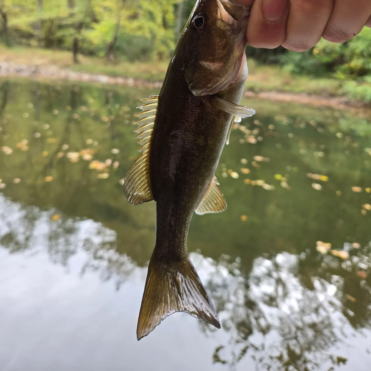 Smallmouth bass caught on Fishbrain