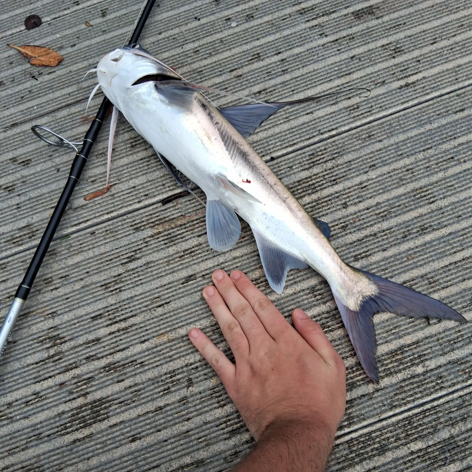 Gafftopsail sea catfish caught on Fishbrain