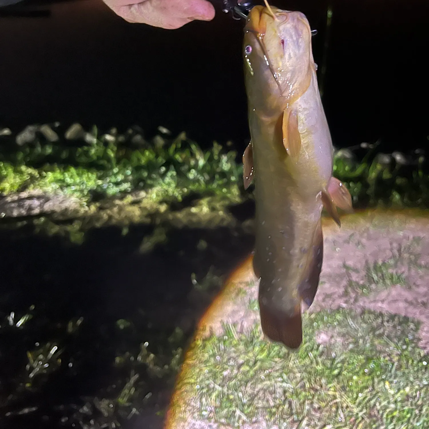 Yellow bullhead caught on Fishbrain