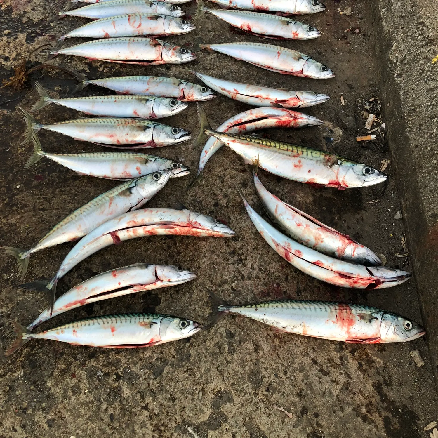 recently logged catches