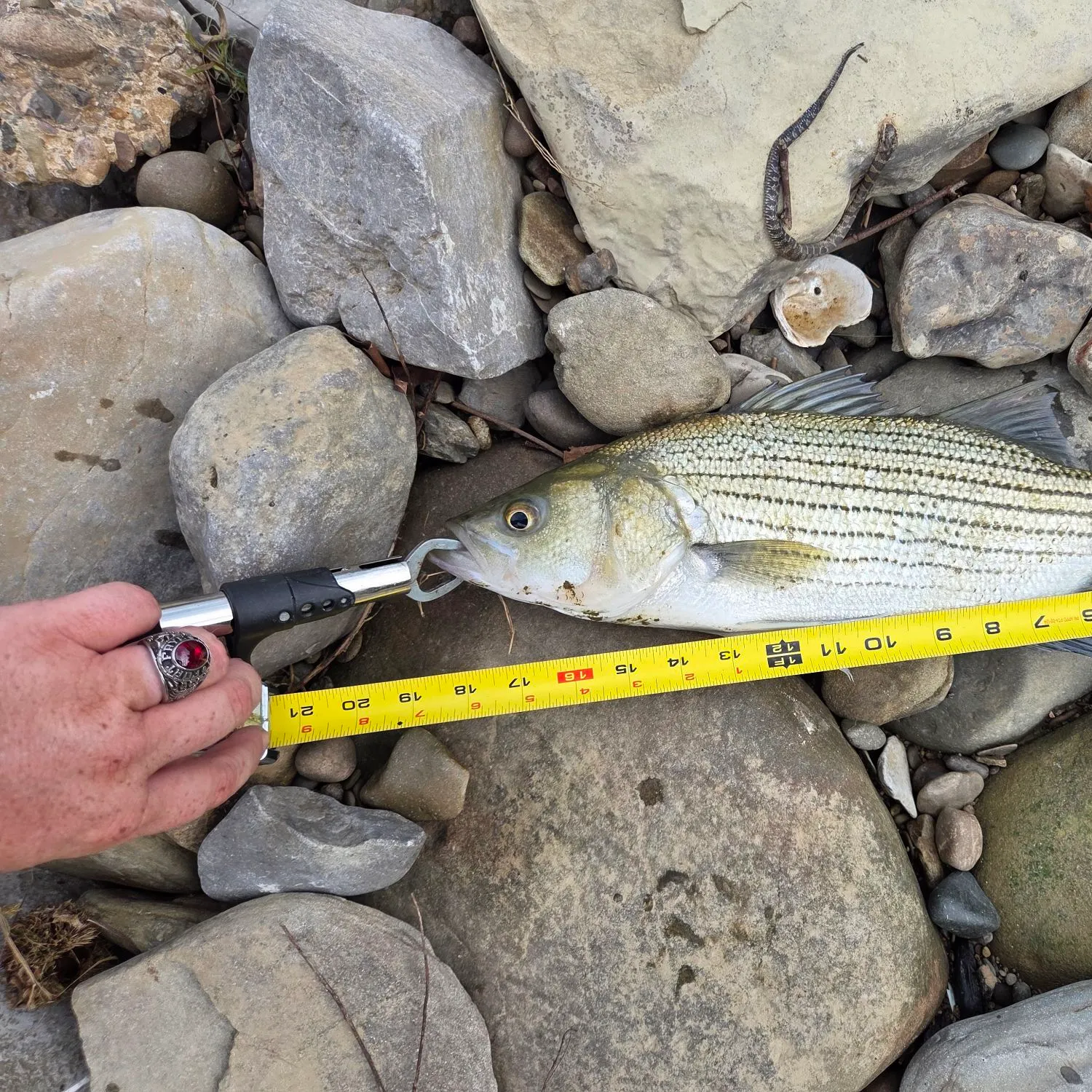 The most recent Wiper catches on Fishbrain