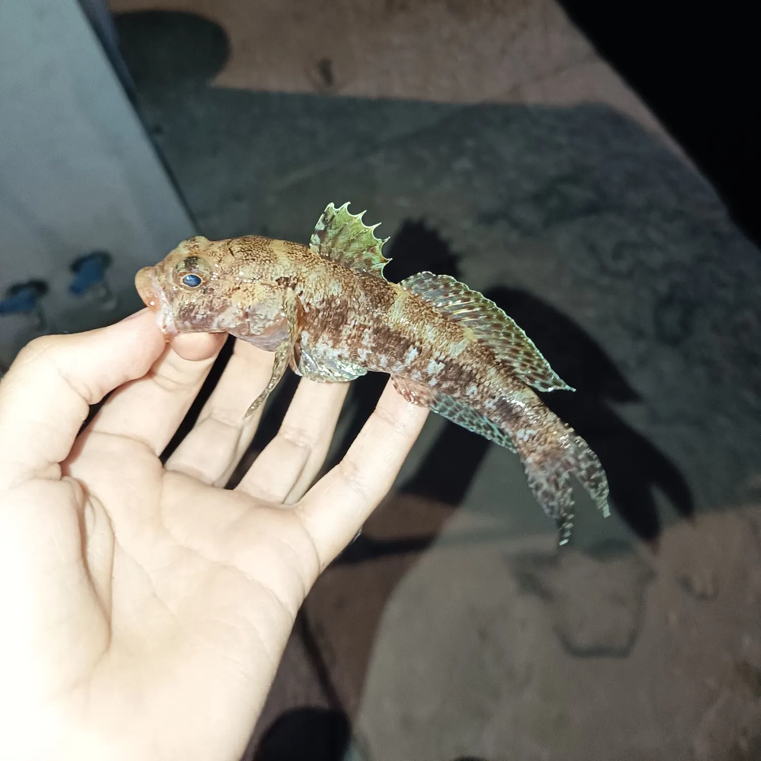The most recent Rock goby catches on Fishbrain