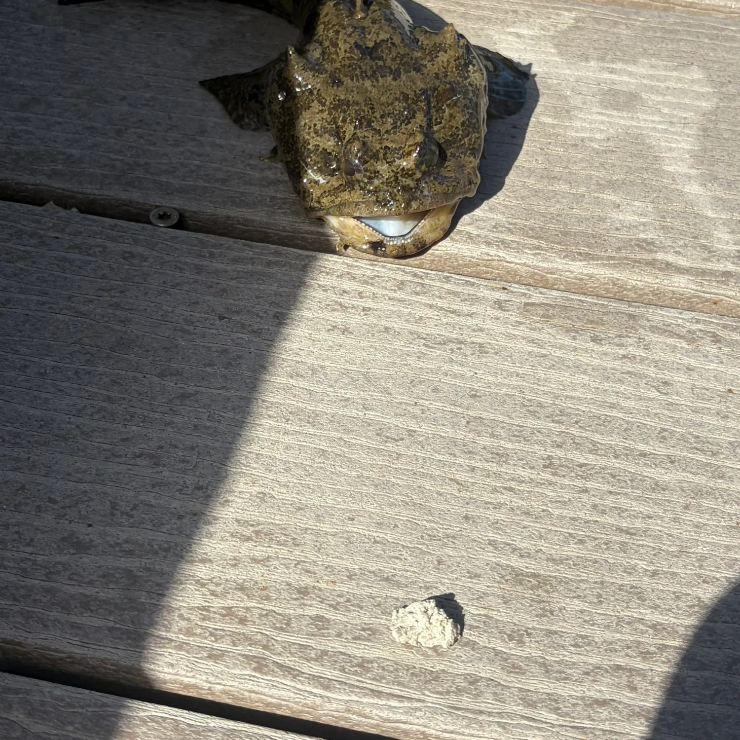 The most recent Gulf toadfish catches on Fishbrain