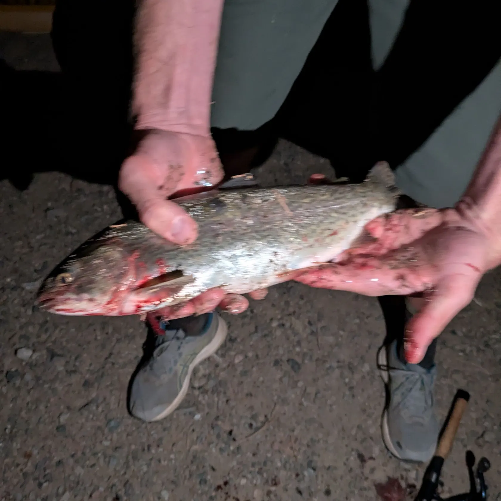 Rainbow trout caught on Fishbrain