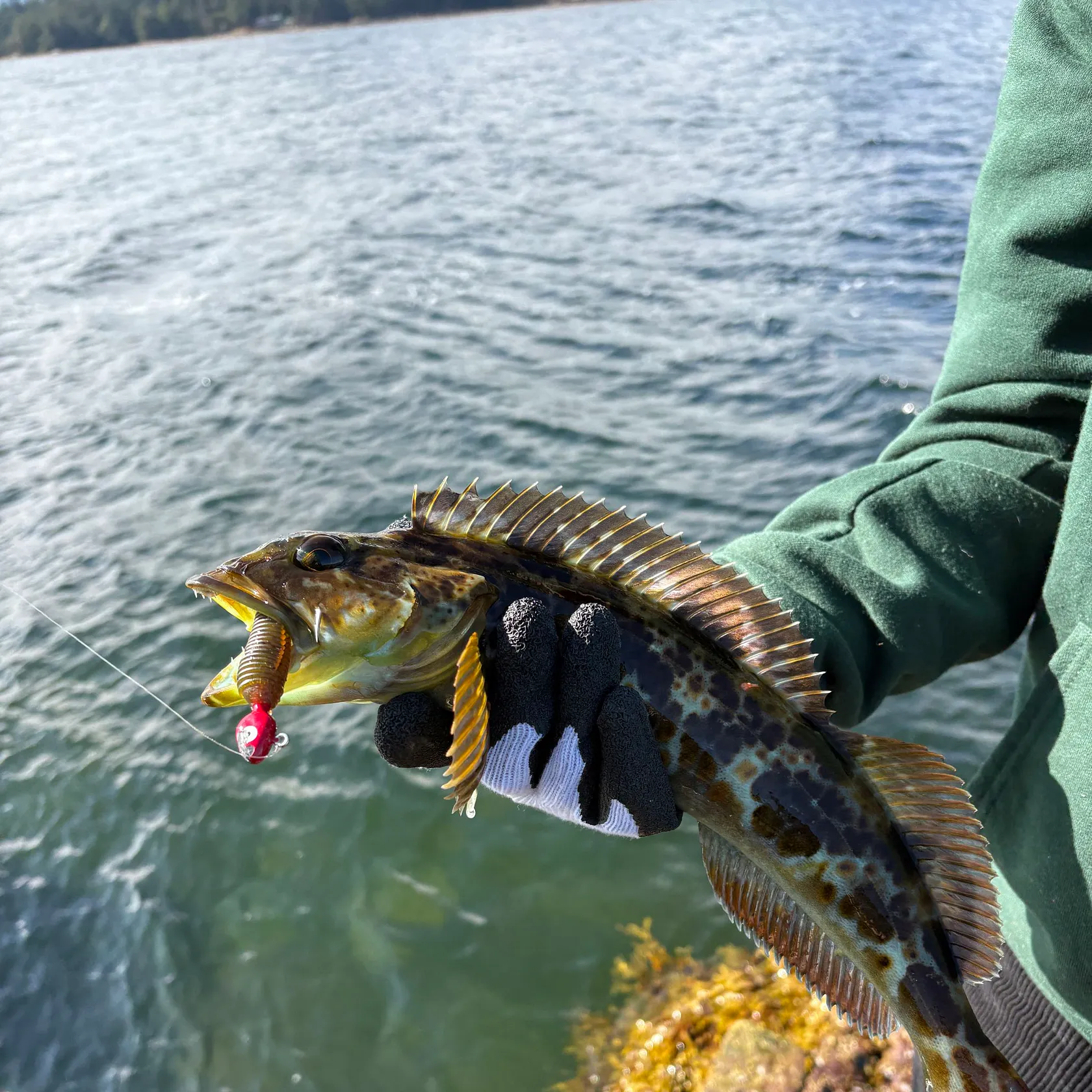 The most recent Kelp greenling catches on Fishbrain