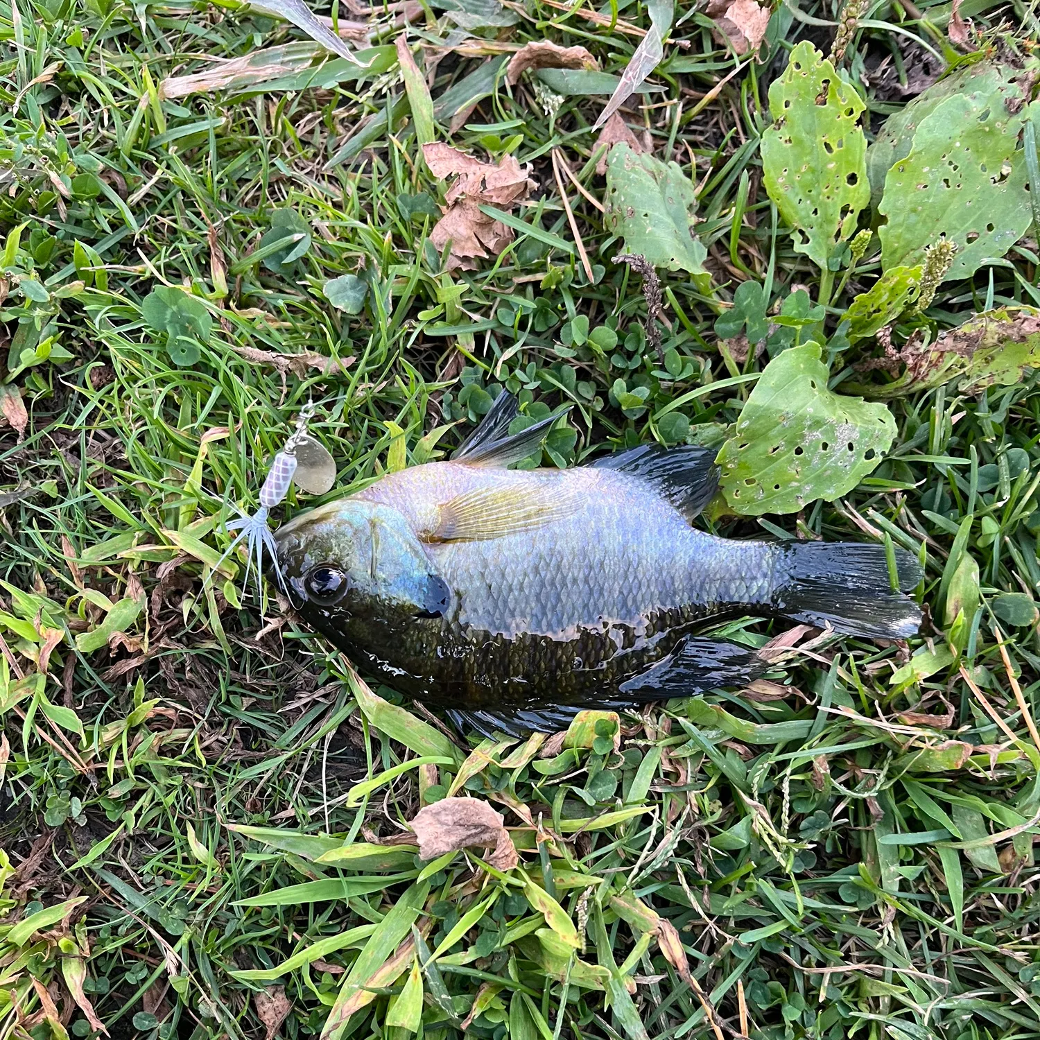 Bluegill caught on Fishbrain