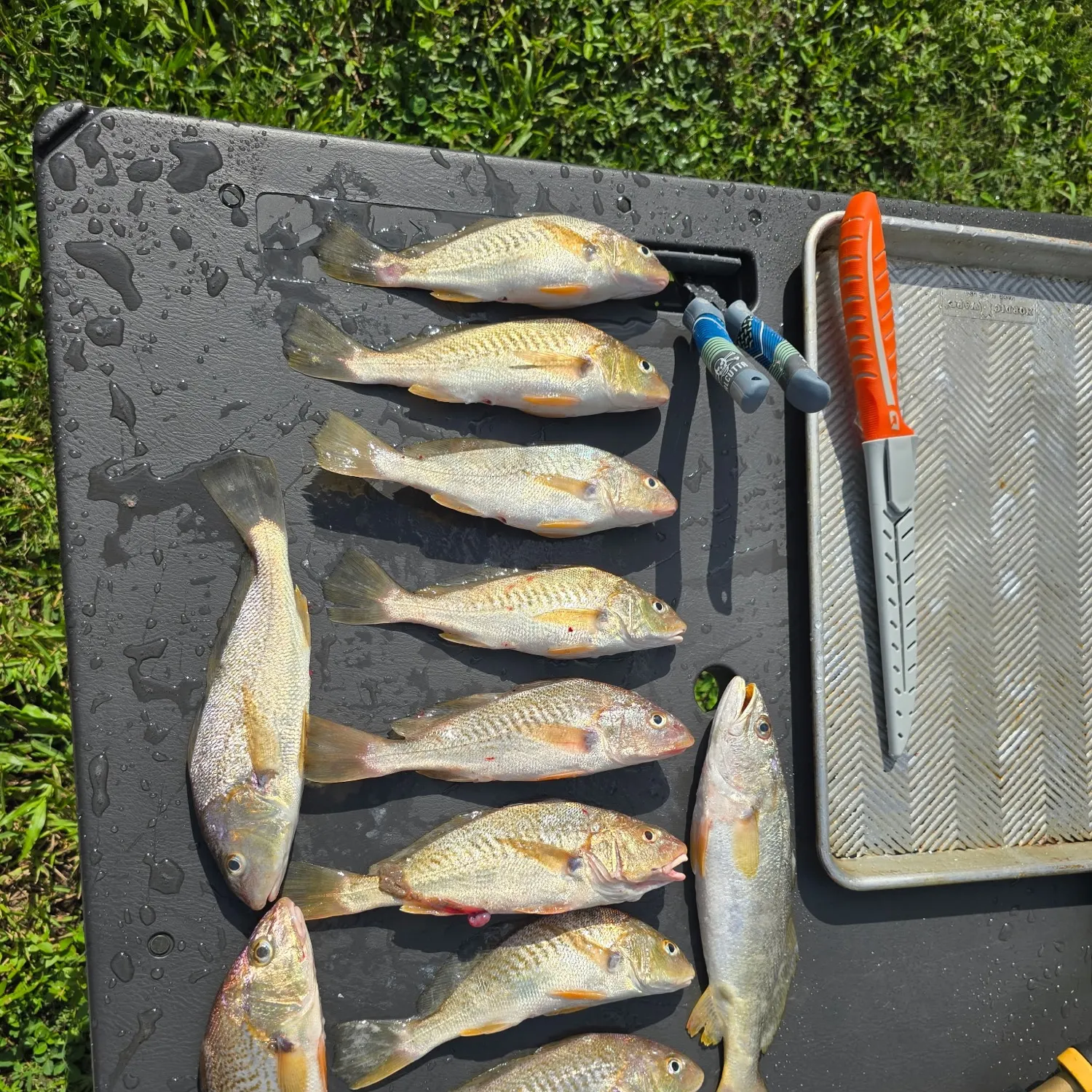 catch