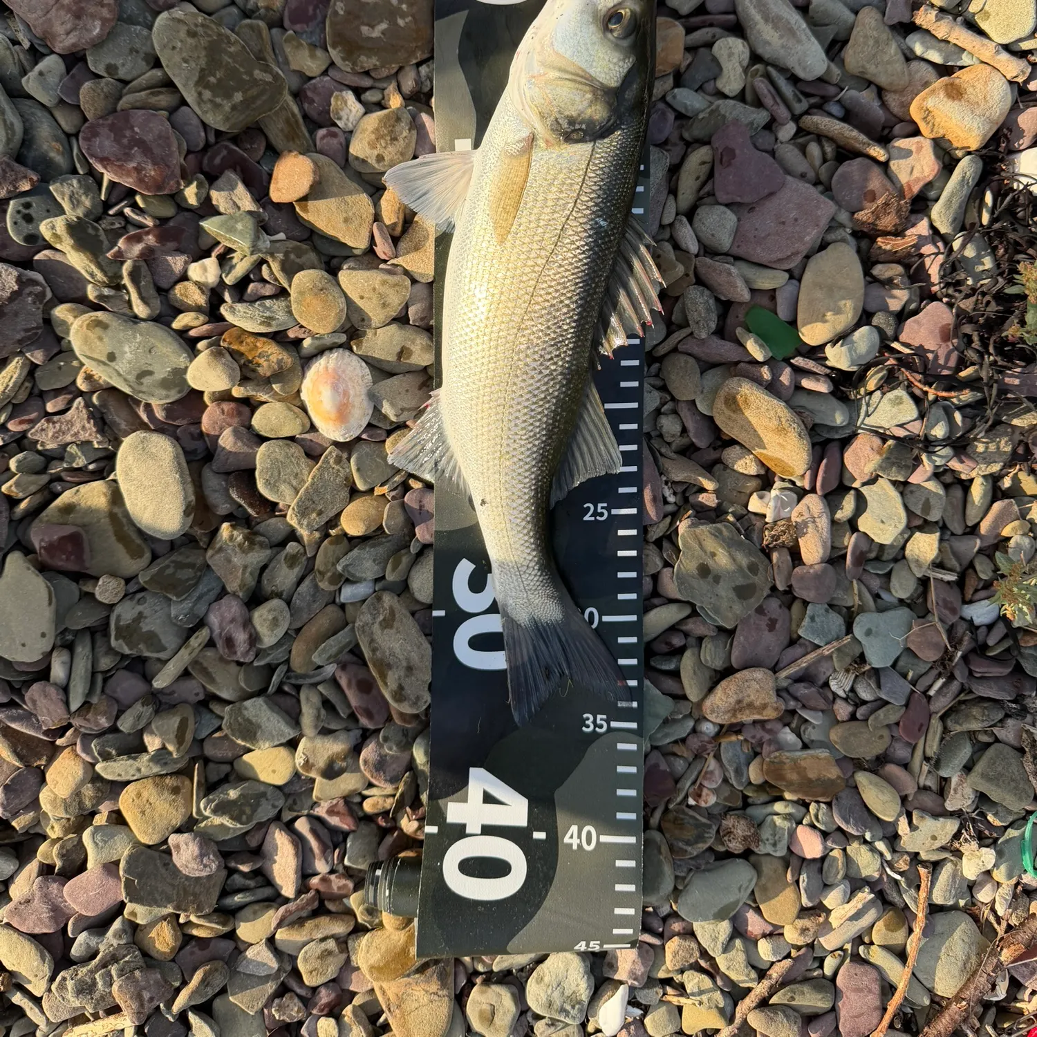 European seabass caught on Fishbrain