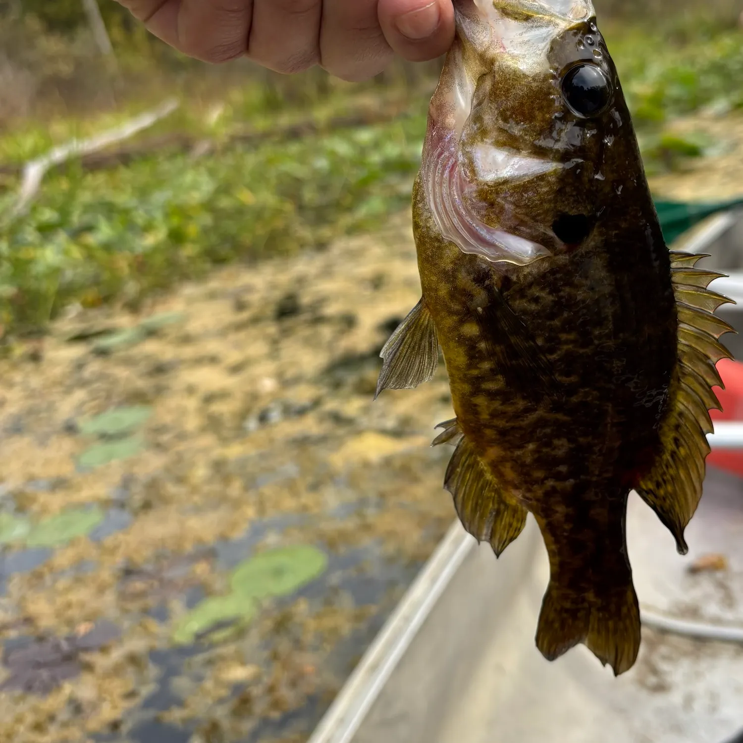 Warmouth caught on Fishbrain