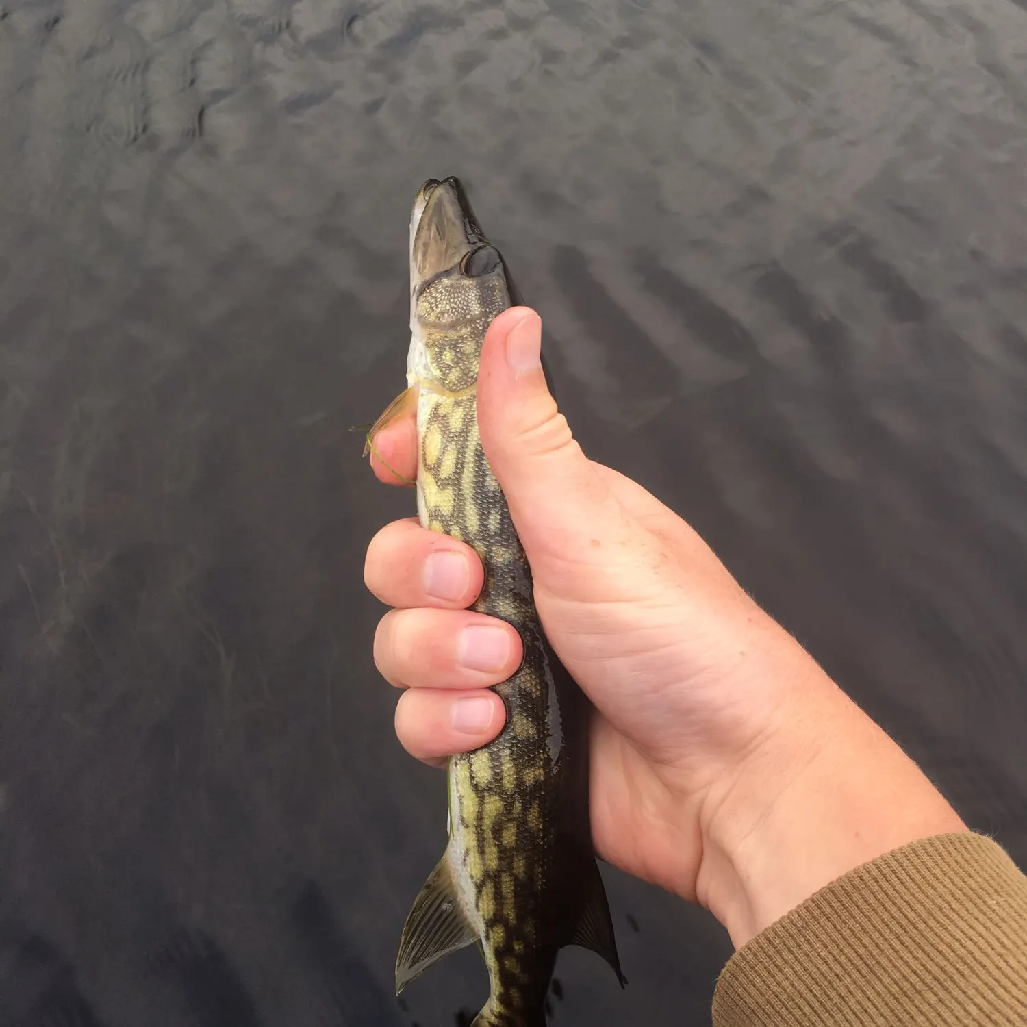 Chain pickerel caught on Fishbrain