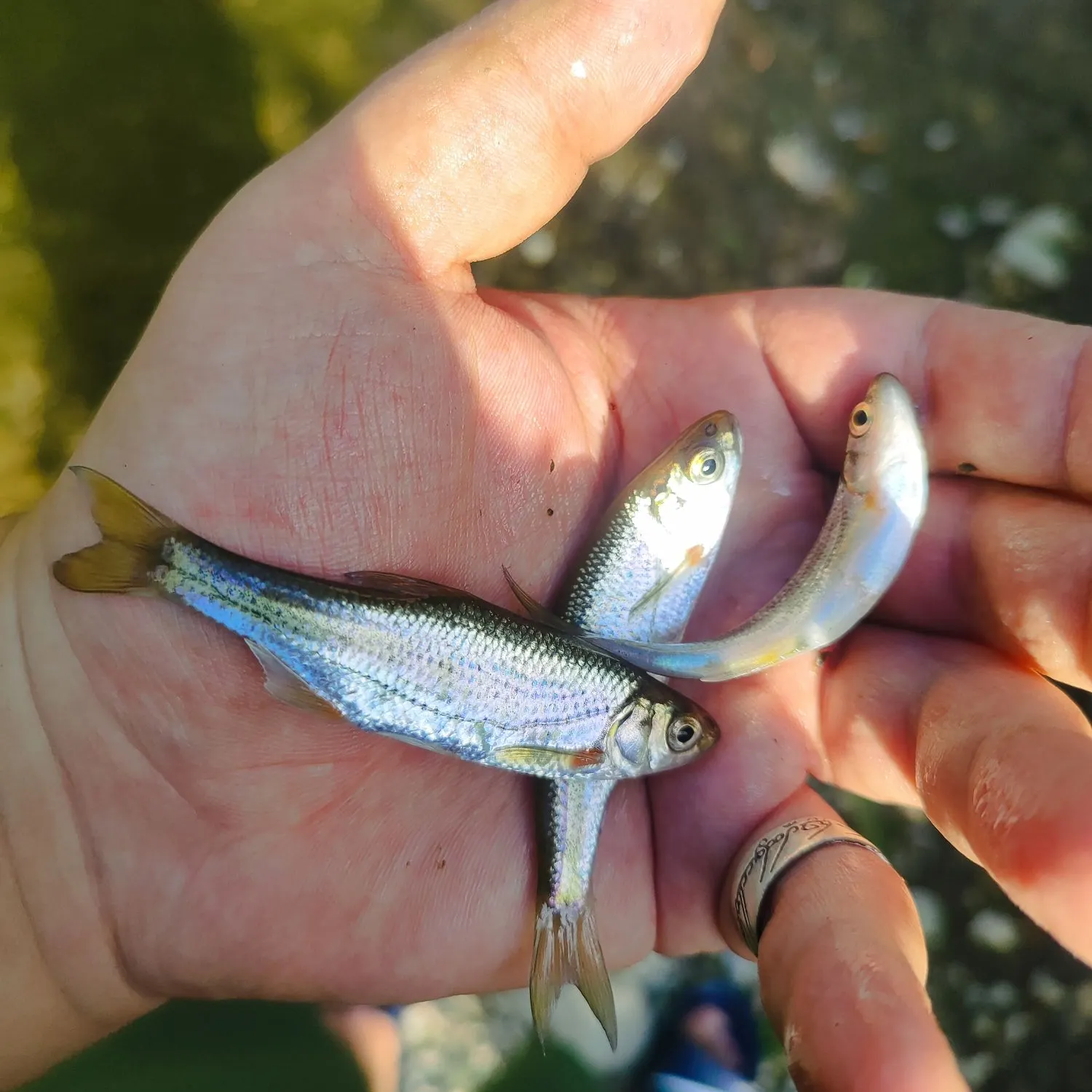 The most recent Vairone catches on Fishbrain
