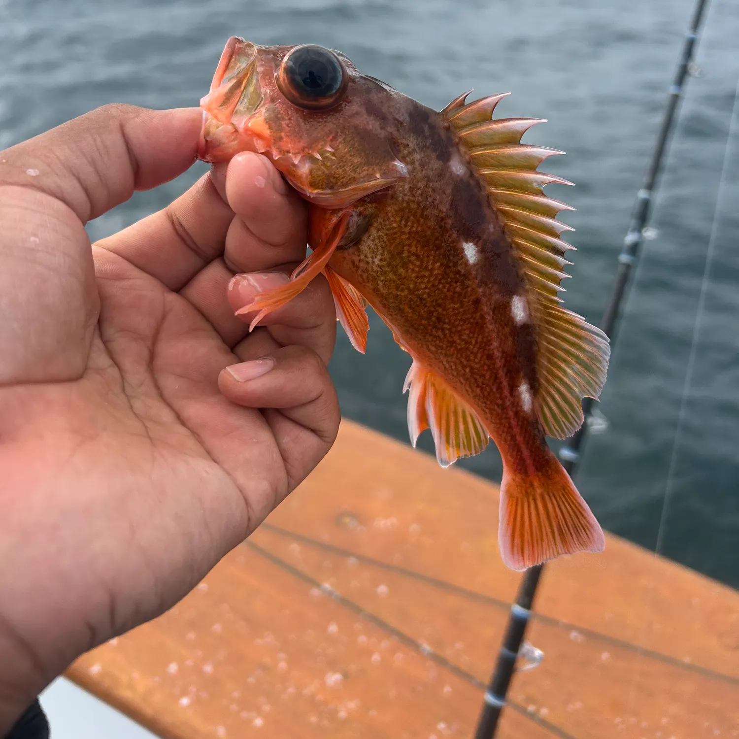 The most recent Rosy rockfish catches on Fishbrain