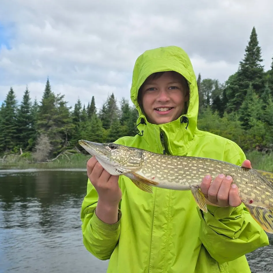 Northern pike caught on Fishbrain