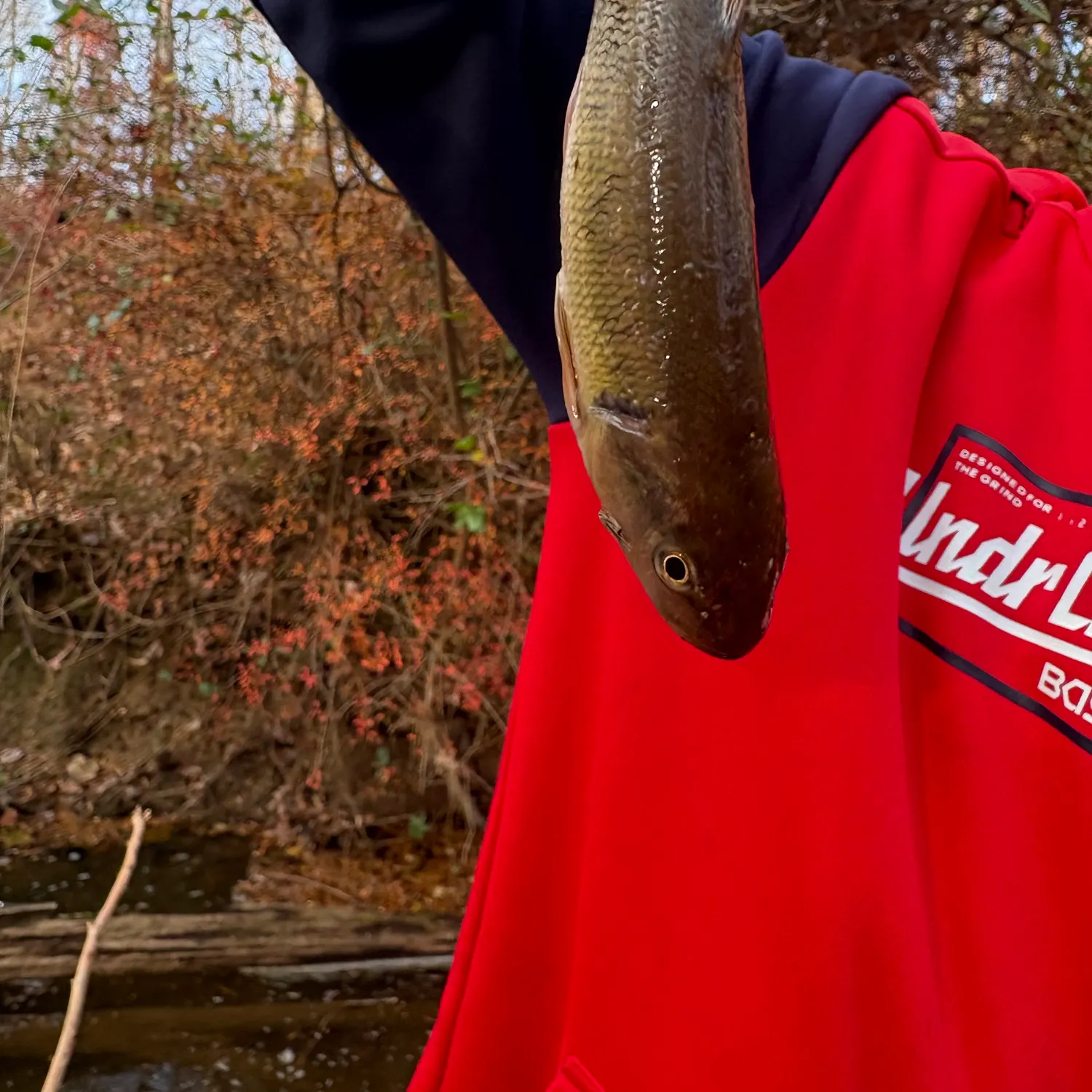 The most recent Redspot chub catches on Fishbrain