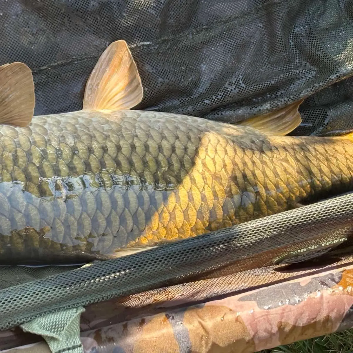 Common carp caught on Fishbrain