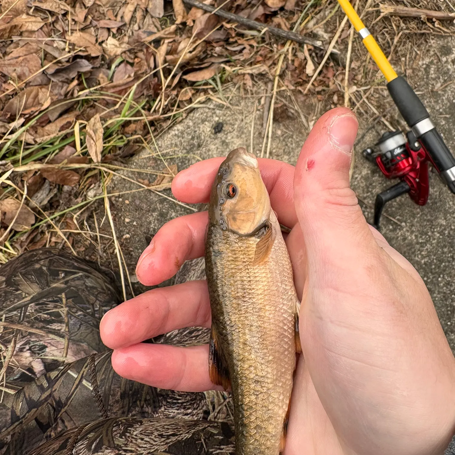 The most recent Hornyhead chub catches on Fishbrain