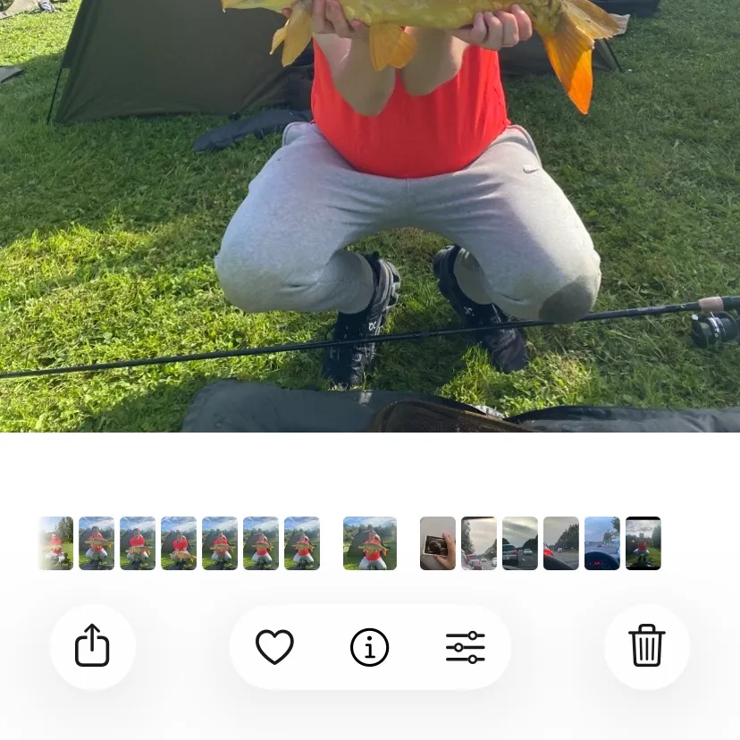 Leather carp caught on Fishbrain