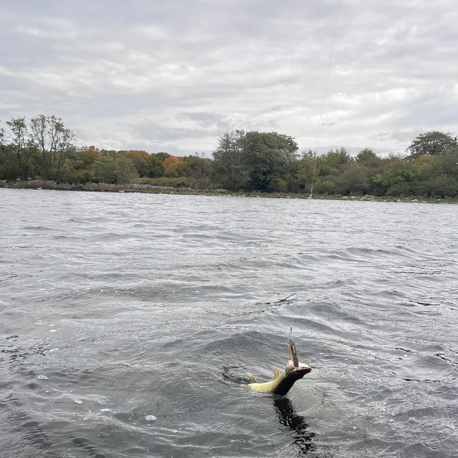 Northern pike caught on Fishbrain