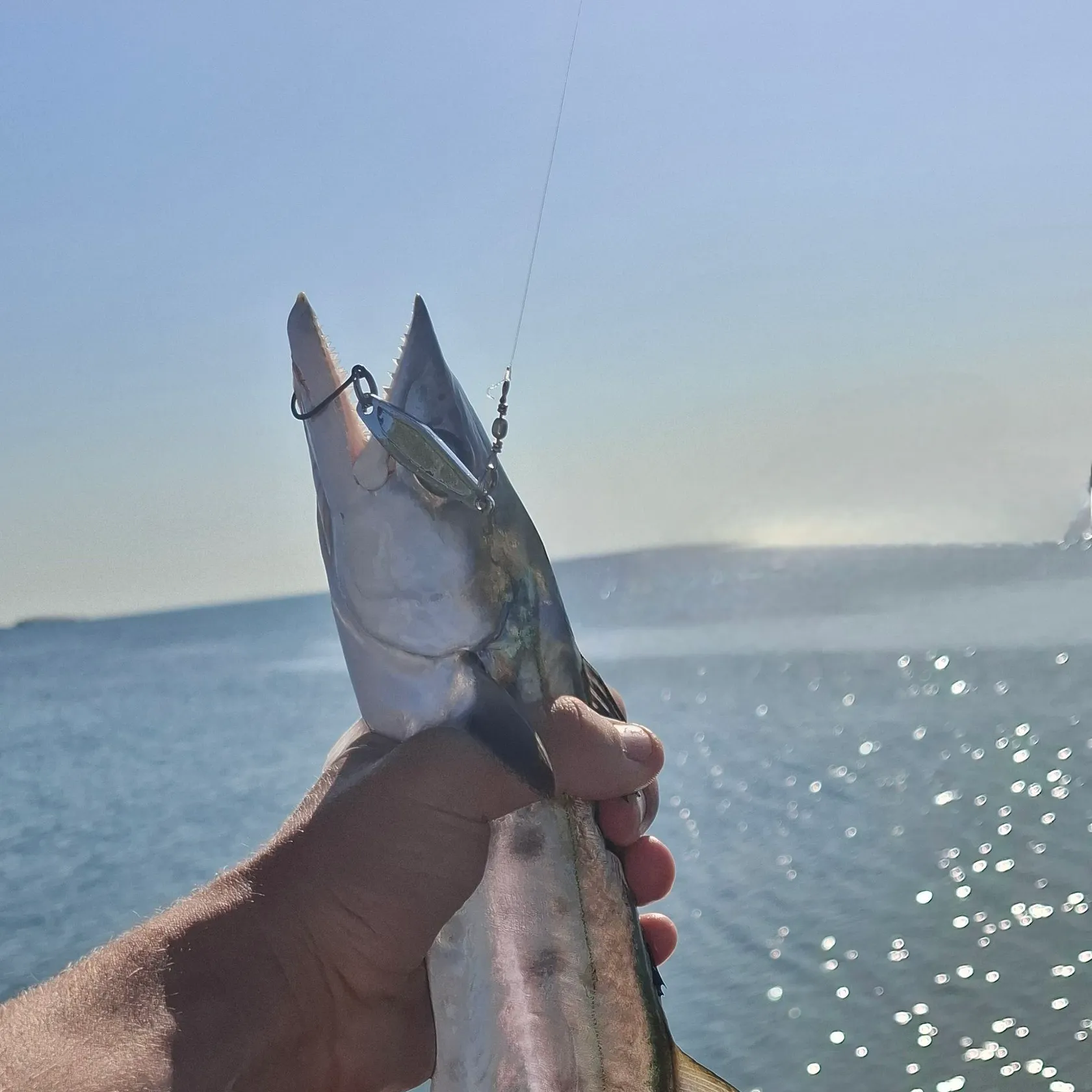 The most recent Queensland school mackerel catches on Fishbrain