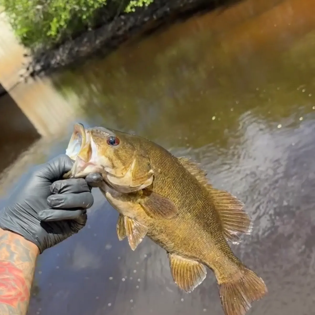 catch