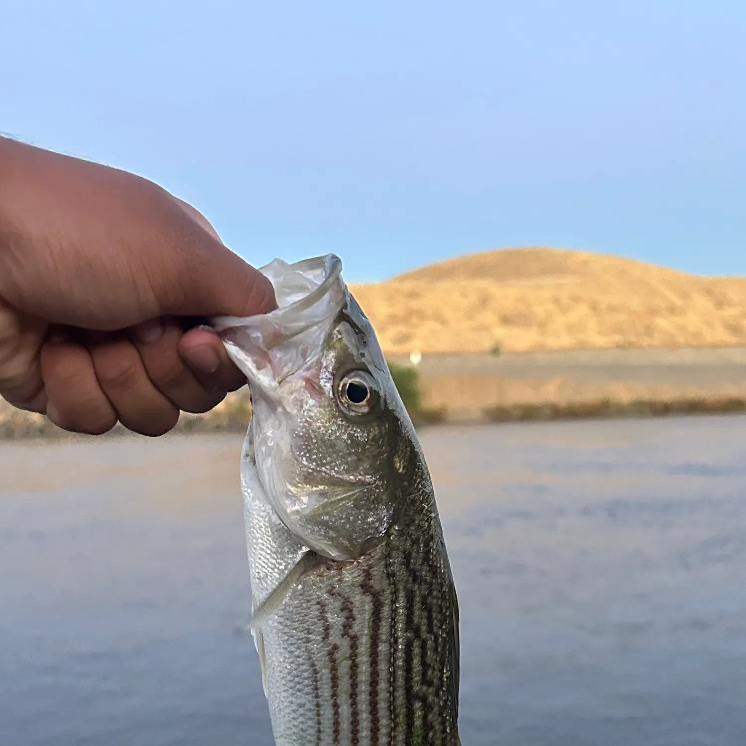 The most recent Striped bass catches on Fishbrain