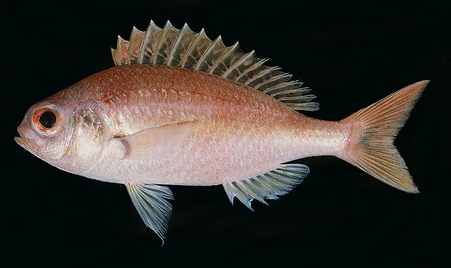 Rosy dwarf monocle bream