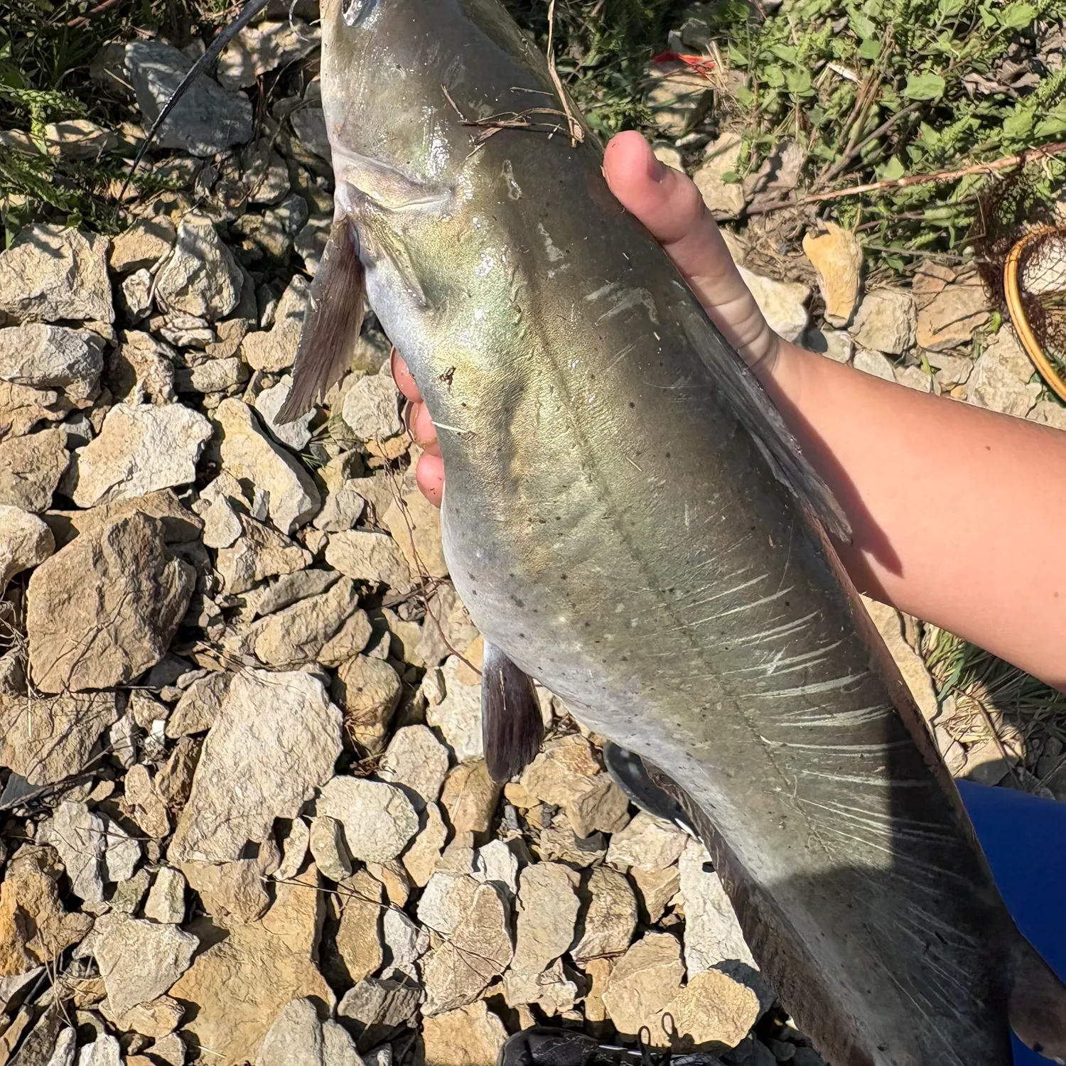 Channel catfish caught on Fishbrain