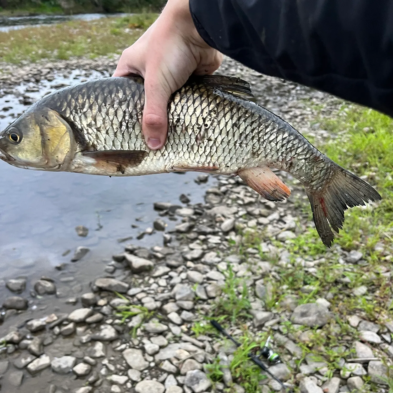 European chub caught on Fishbrain