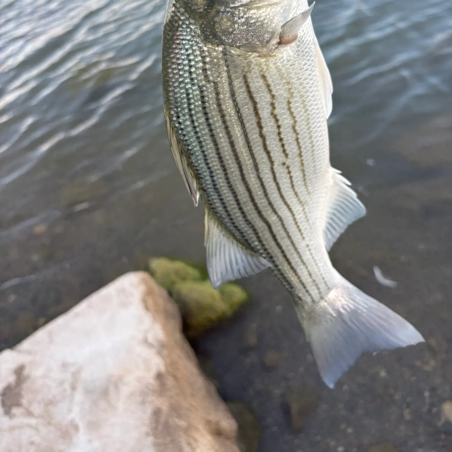 Wiper caught on Fishbrain