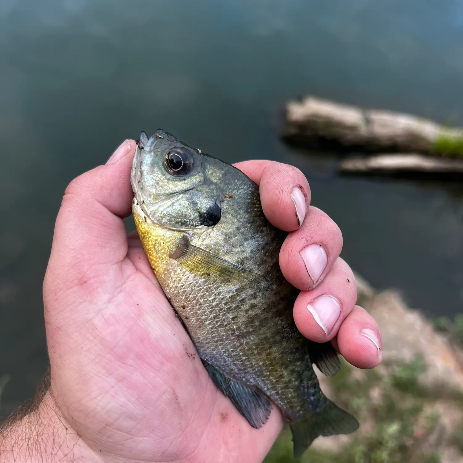Bluegill caught on Fishbrain