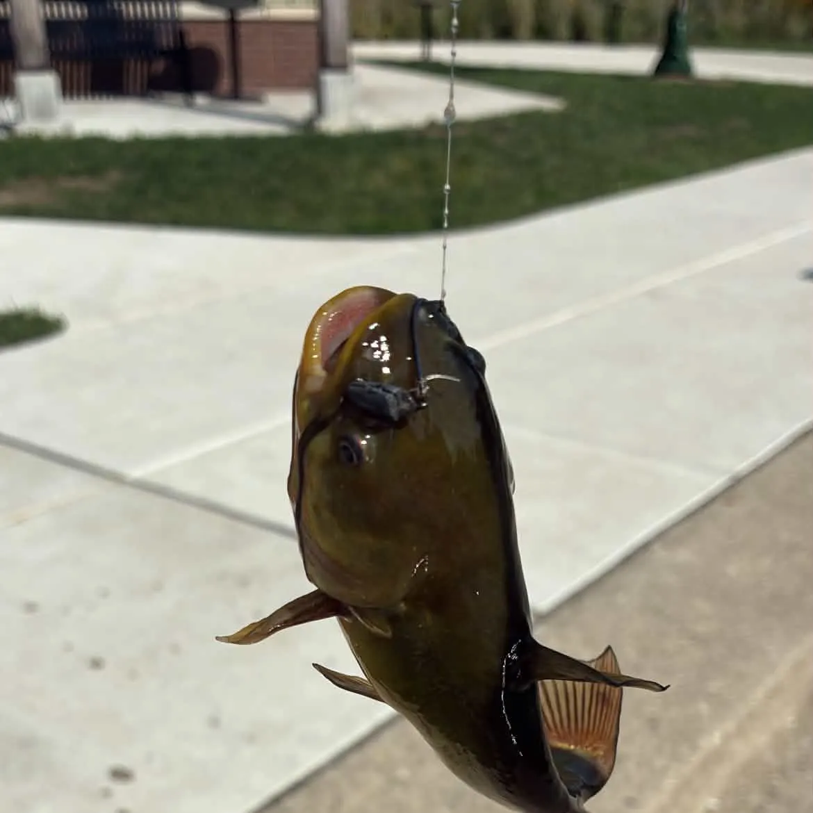 Yellow bullhead caught on Fishbrain