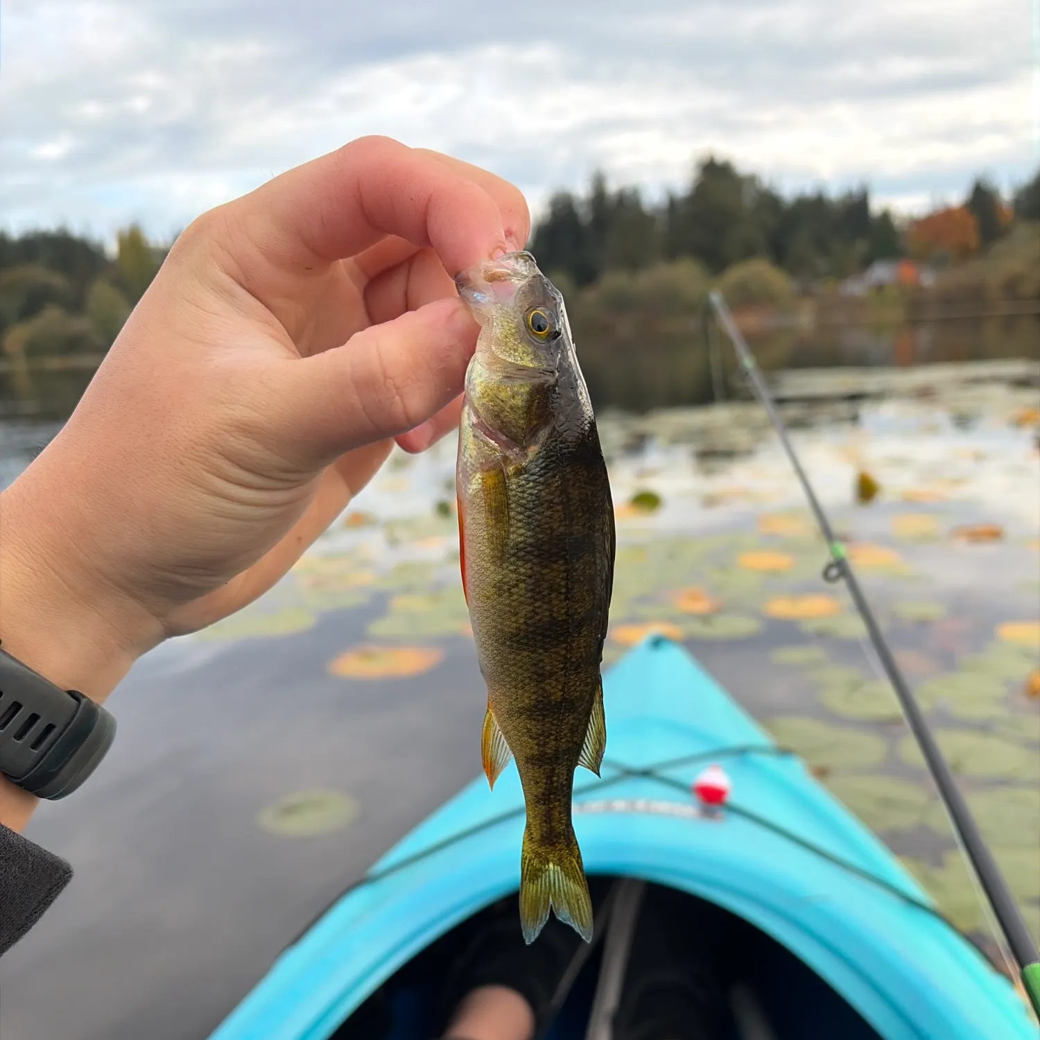 Yellow perch caught on Fishbrain