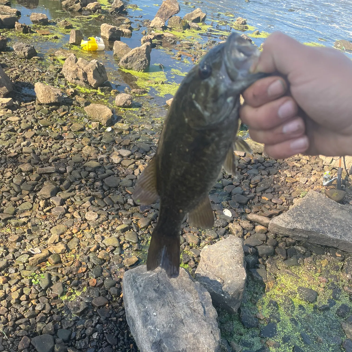 Smallmouth bass caught on Fishbrain